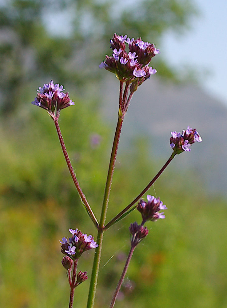 Verbena bonariensis / Verbena del Brasile